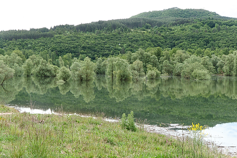 Bäume unter Wasser